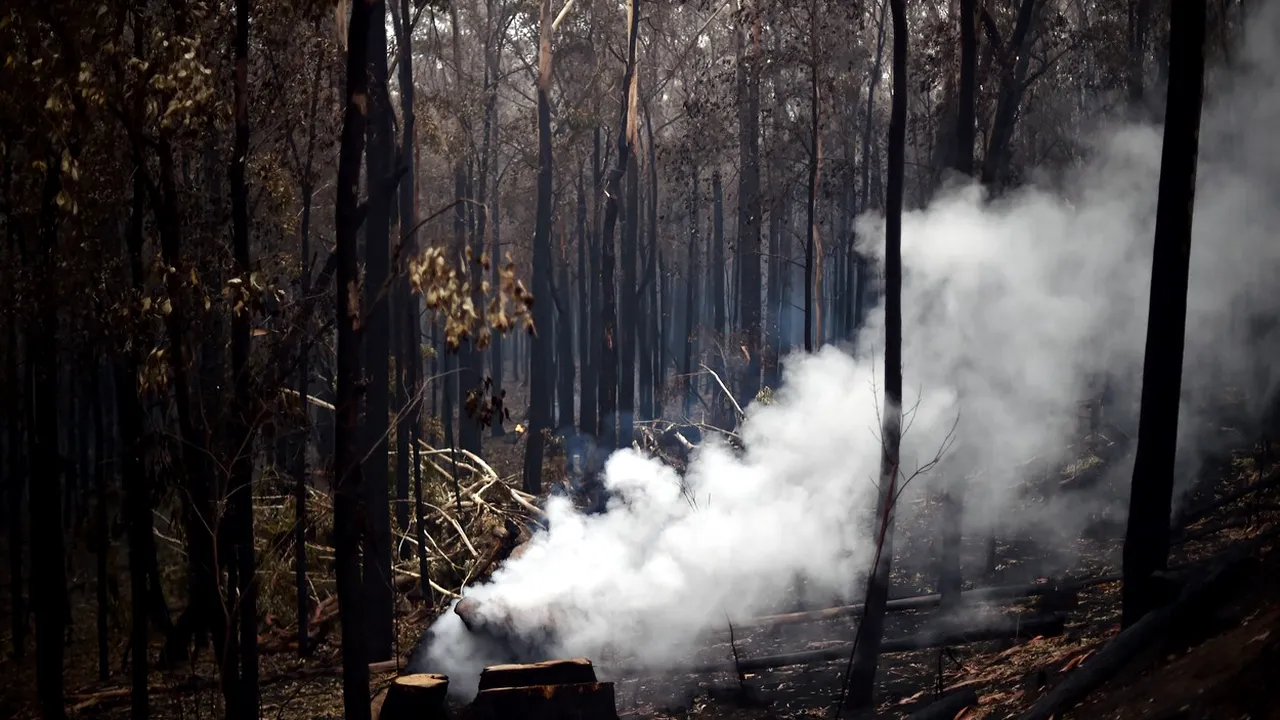 Peste 180 de oameni au fost arestaţi în Australia, acuzaţi că au provocat incendii. Dintre aceştia, 67 sunt minori