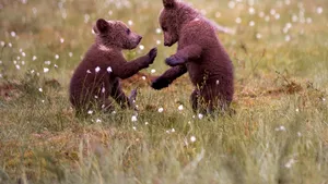 Caz incredibil: Salvatorii puilor de urs din Sibiu, amendaţi că nu au aşteptat hârtiile de relocare