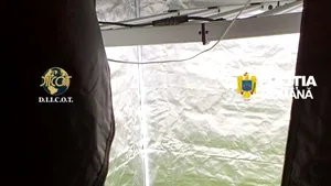 Canabis cultivat și prelucrat în laborator în București și 4 județe. Intervin mascații