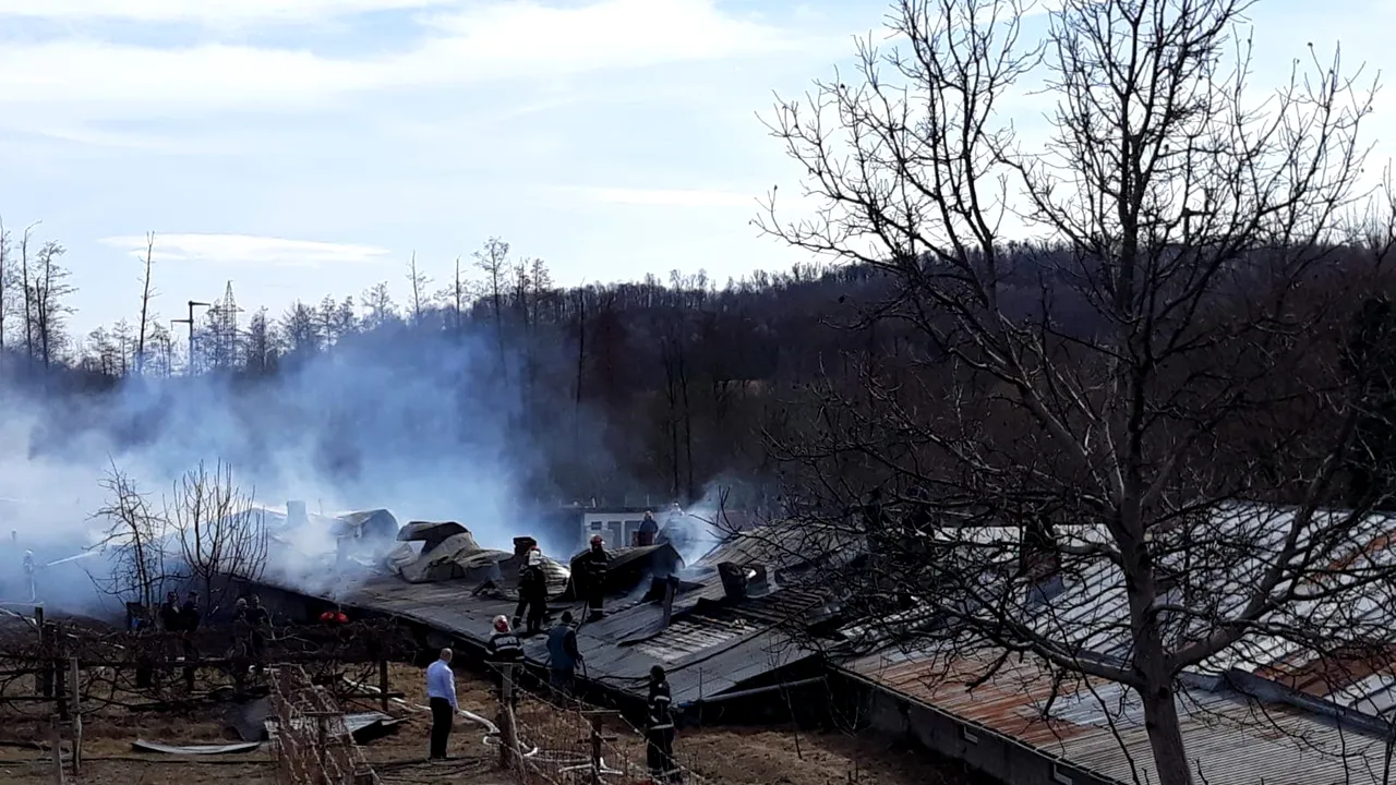 Peste 2.500 de pui au murit în urma unui incendiu izbucnit la o fermă din Vâlcea