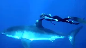CURAJ FĂRĂ MARGINI: Cum înoată o femeie alături de un rechin. Clipul devenit viral pe YouTube - VIDEO