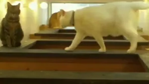 Apartamentul special construit pentru pisici. Ce dotări are imobilul destinat exclusiv felinelor - VIDEO 