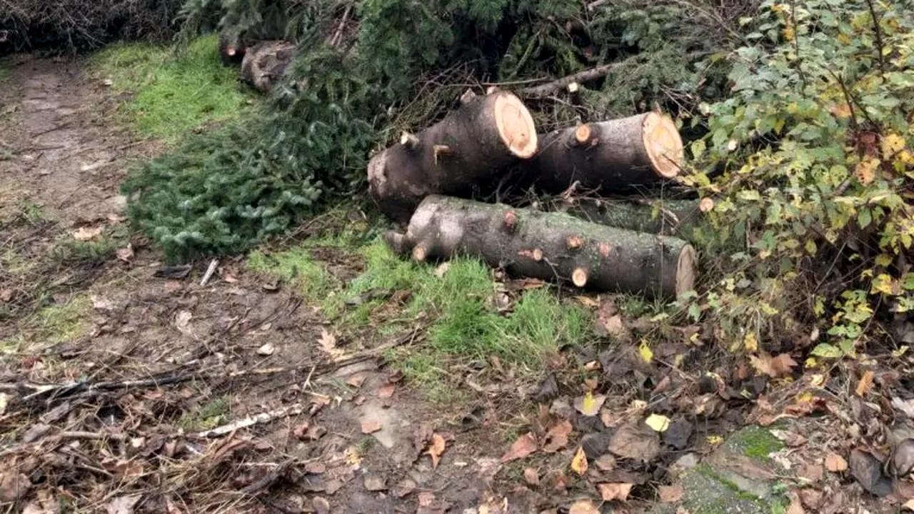 Ciocanul de marcat arbori, înlocuit cu echipamente moderne