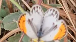 O specie de fluture apărută în Europa alarmează experții climatici
