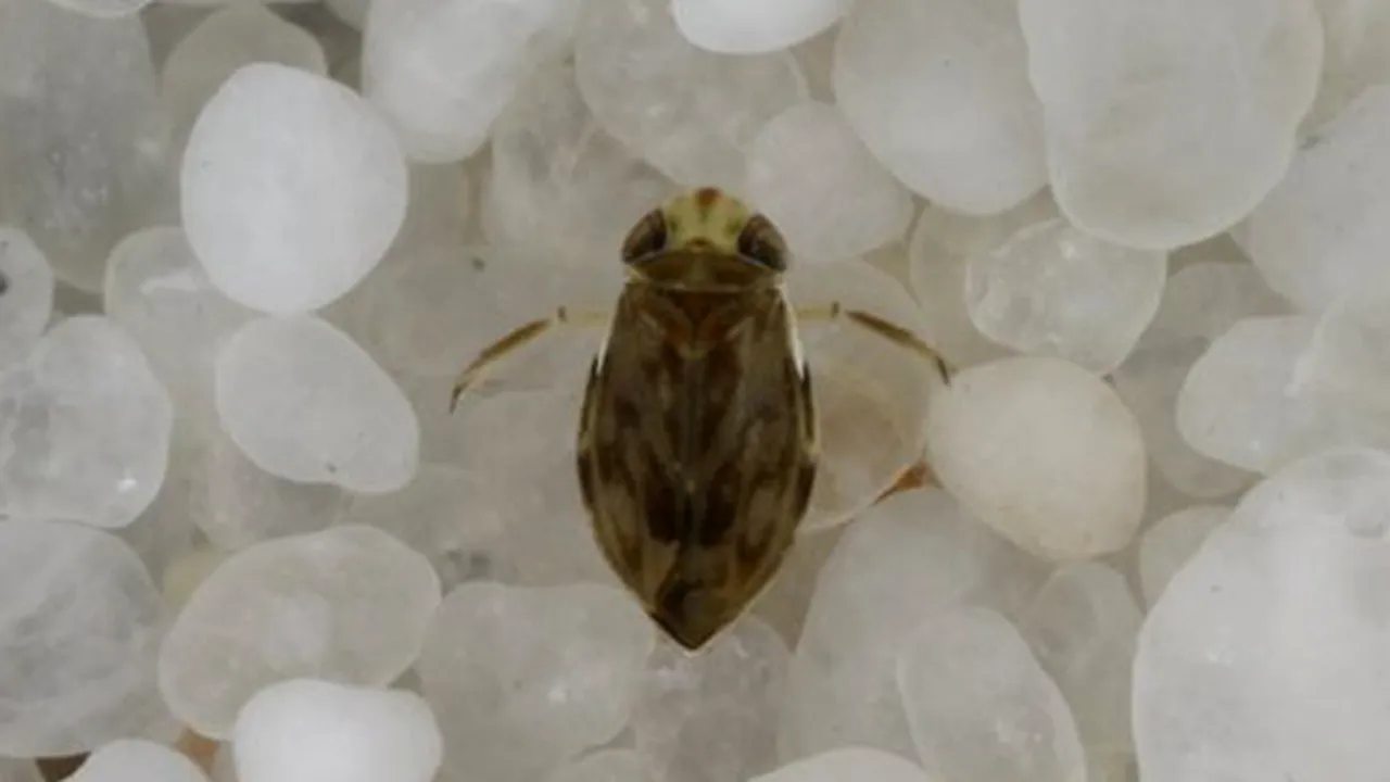 Cea mai zgomotoasă insectă de pe Terra are penis 