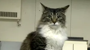 Teama de coronavirus îi face pe oameni să abandoneze animalele de companie