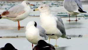 O pasăre originară din America de Nord, observată în premieră pe Lacul Morii