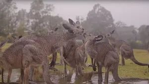 Cum au reacţionat animalele din Australia la primii stropi de ploaie, după incendiile de vegetaţie | VIDEO