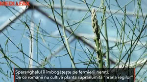 Culturile de sparanghel îi imbogăţesc pe fermierii nemţi. De ce nu cultivă şi românii planta supranumită „hrana regilor”