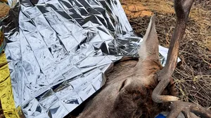 Jandarmii din Buzău au salvat un cerb rănit. Ce nume i-au pus FOTO 