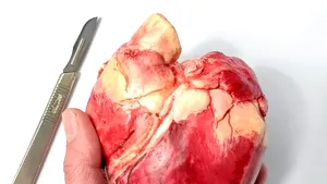 Inimi, broaşte şi stele de mare, le-ai mânca dacă ar fi din ciocolată? GALERIE FOTO