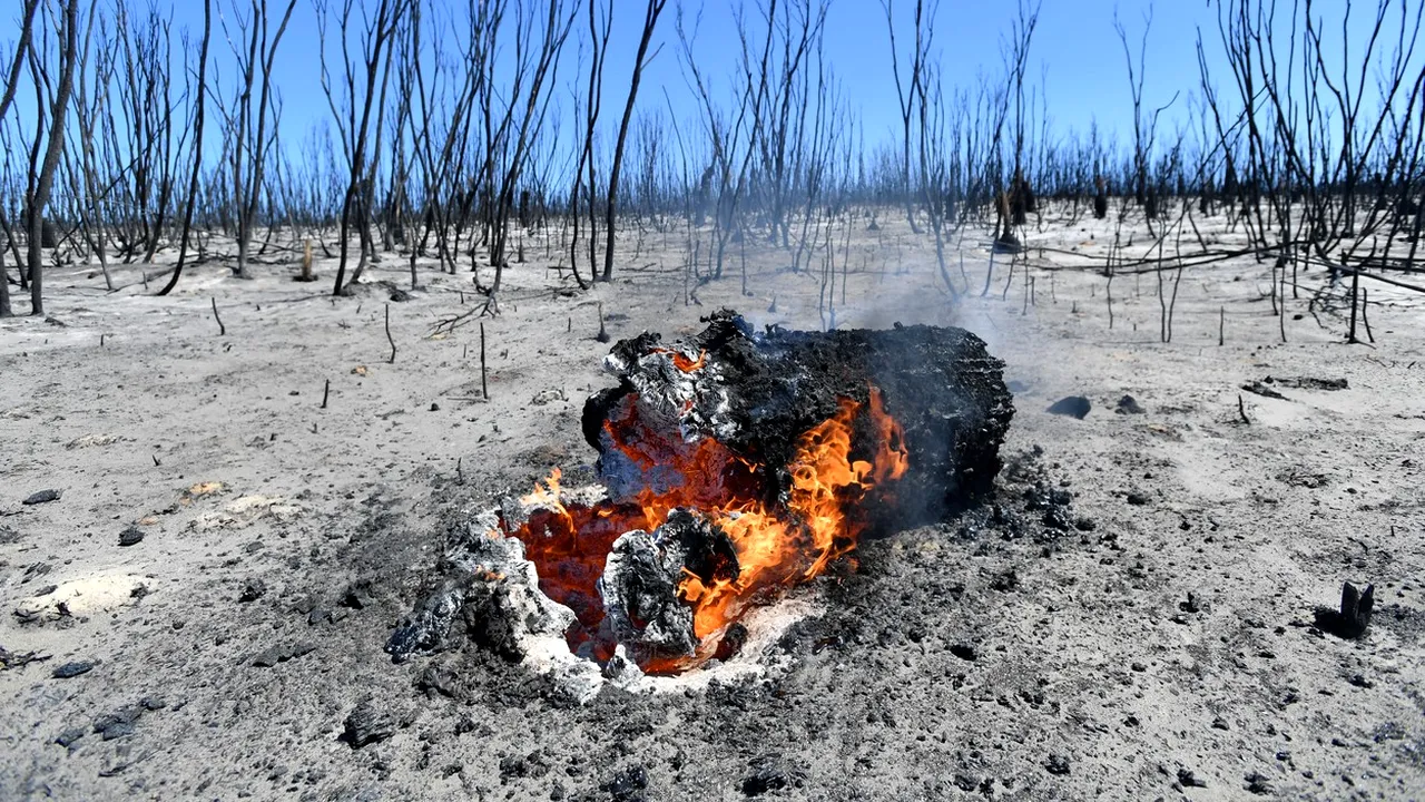 O mare agenţie de rating a anunţat care va fi impactul economic al incendiilor din Australia