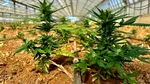 Seră cu aproape 9.000 de plante de marijuana, descoperită în Sardinia. Detaliul care i-a surprins pe polițiști