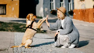 Parlamentul Braziliei a adoptat legea privind custodia comună a animalelor de companie