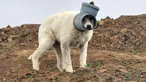 Câine cu capul blocat într-o țeavă, de zile întregi în Ilfov. Apel urgent al Protecției Animalelor