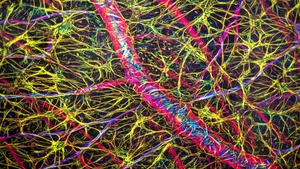 O nouă clasă de terapii pentru scleroza multiplă. Rezultatele clinice oferă speranțe