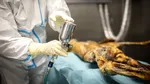 Ötzi, omul ghețurilor, continuă să uimească cercetătorii: ADN-ul său dezvăluie un virus asociat cu cancerul, vechi de mii de ani