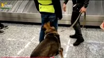 VIDEO: Peste 13,7 milioane de euro interceptate la Malpensa. Ce riscă cei care pleacă din Italia cu peste 10.000 de euro cash
