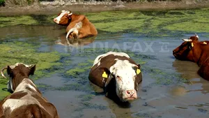 MĂSURI OBLIGATORII pentru crescătorii de animale pe timp de CANICULĂ