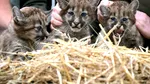 Trei pui de pumă au venit pe lume într-o grădină zoologică din Germania. Vizitatorii sunt invitați să le aleagă numele