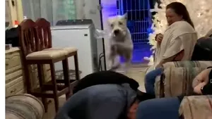 Moment hilar în familie. Un câine sare peste „orice” obstacol VIDEO