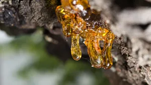 Captură mai puţin obişnuită a poliţiştilor de frontieră: Patru kilograme de chihlimbar, ascunse în maşina unui cetăţean din Republica Moldova