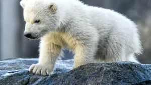 Încă o specie riscă să dispară: Urşii polari slăbesc şi au tot mai puţini pui pe fondul schimbărilor climatice