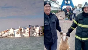 Cazul navei răsturnate în Portul Midia a ajuns în Parlamentul European. O organizaţie pentru protecţia animalelor cere declanşarea procedurii de infrigement faţă de România