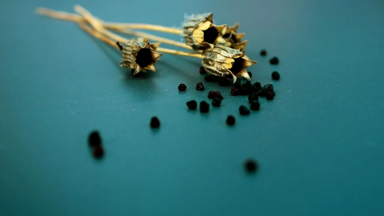 „Aurul negru”, condimentul milenar care îmbunătățește nivelul colesterolului și combate obezitatea