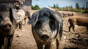 Petre Daea, despre dosarul pestei porcine: Nu am fost citat. Evident că mă duc dacă mă cheamă. Voi fi acolo unde ţara o cere | VIDEO