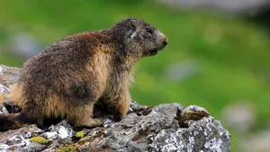 O regiune din China este în stare alertă, după ce a fost confirmat un caz de ciumă bubonică. Oficialii au interzis consumul de marmotă