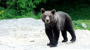 Mesaj Ro-Alert. Un urs a ajuns în apropierea unei cabane din Bicaz Chei