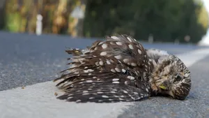 Care sunt animalele cel mai des ucise pe şoselele din Europa STUDIU 