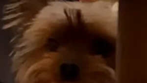 Izolarea face virale: câinele care a furat proteza dentară a stăpânului a ajuns vedetă