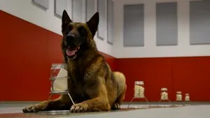 VIDEO. Proiect inedit în România. Virusul SARS CoV 2 va fi depistat cu ajutorul câinilor special dresaţi