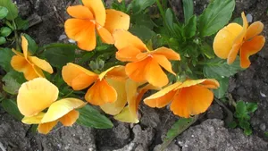 Primăria a plantat panseluţe portocalii la Guvern, în locul crăiţelor galbene rămase de la Tăriceanu