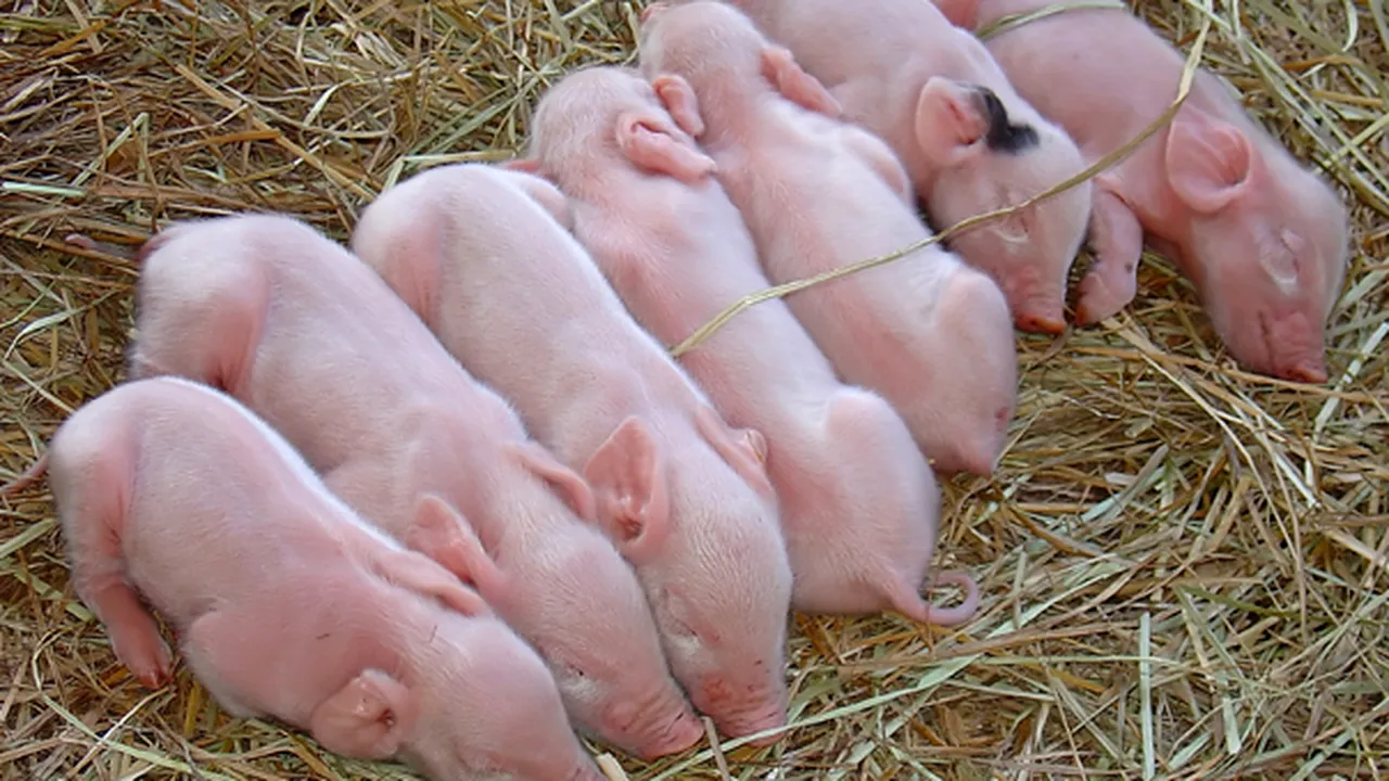 Romanian Govt Prepares Poultry, Pig Welfare Legislation