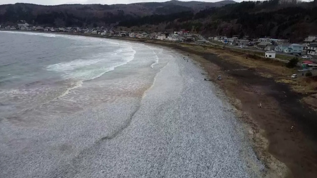 Enigma plajei din Japonia care s-a colorat în argintiu. Fenomenul necunoscut afectează milioane de sardine

