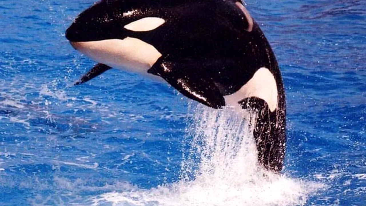 1-orca 