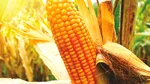 Fermierii își sporesc în mod sustenabil productivitatea la porumb și floarea-soarelui cu ajutorul produselor biologice
