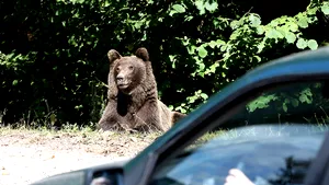 Urşii coboară din ce în ce mai des din pădure în zonele locuite din Harghita. Alte cinci incidente, într-o singură zi