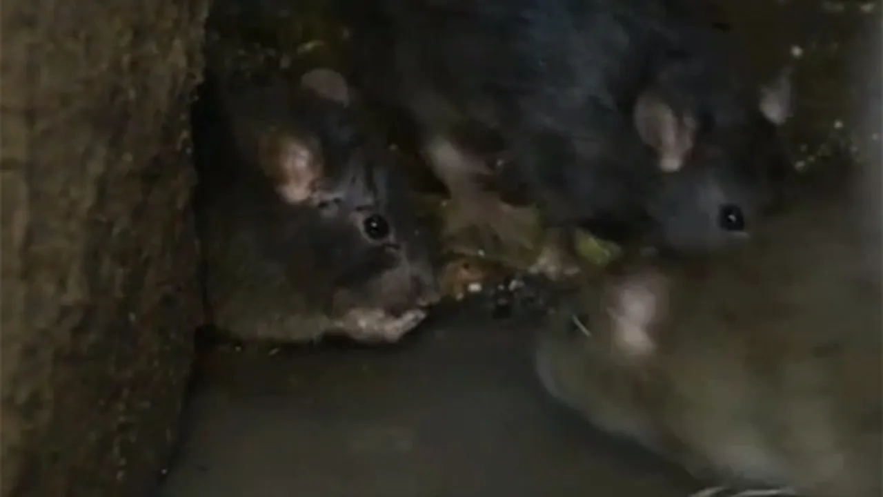 Şobolani filmaţi în curtea interioară a Spitalului Judeţean Argeş - VIDEO