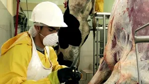 Români infectaţi cu COVID-19, depistaţi la un abator din Olanda. Aproximativ 270 de cetăţeni români lucrează în cadrul companiei