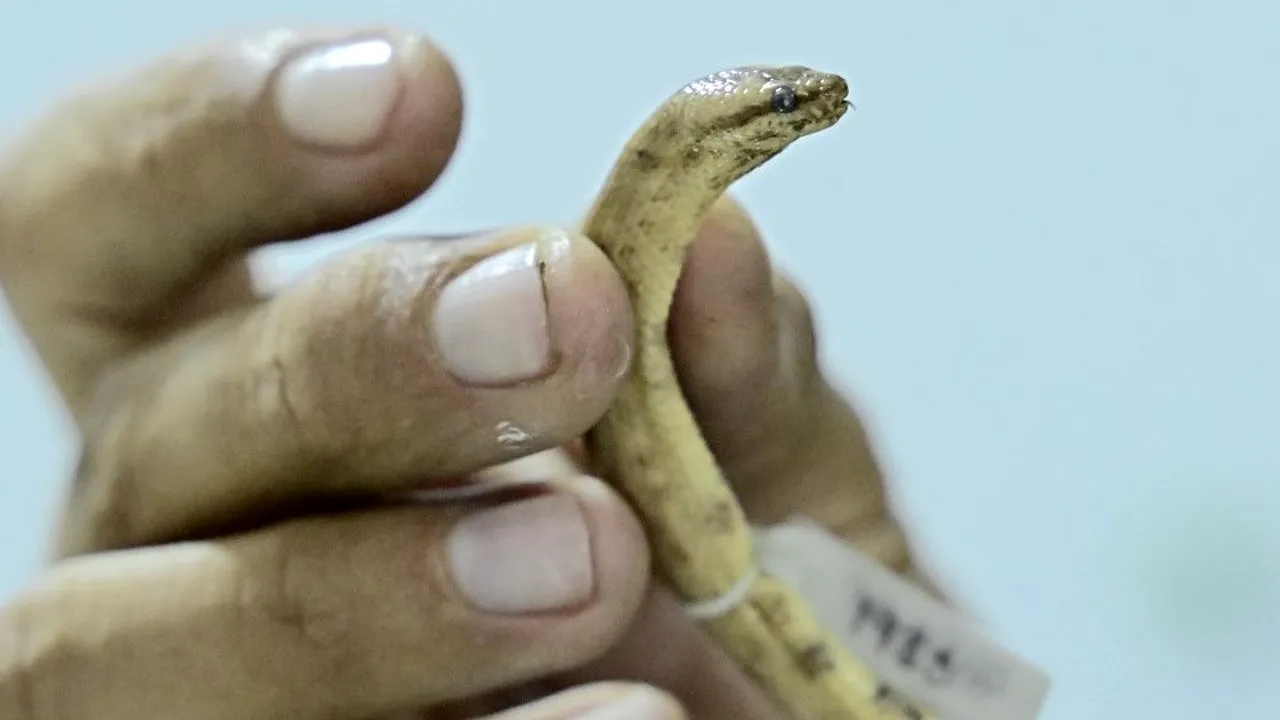 O specie nouă: cercetătorii au descoperit un şarpe boa pitic în Amazonul ecuadorian