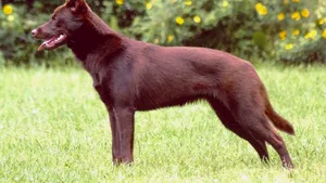 Câinele său avea cancer terminal. A cheltuit 40.000 de dolari pentru a-l congela și reînvia