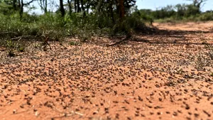 În timp ce atenţia globală se îndreaptă spre pandemia de coronavirus, Africa este lovită de cea mai mare invazie de lăcuste din ultimii 70 de ani