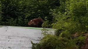 Un urs cu doi pui, pe garajul Districtului din Băile Tuşnad. Borboly Csaba: Se plimbă zilnic în oraş | FOTO, VIDEO