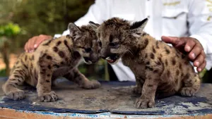 Pandemie şi Carantină, vedete de mici. Doi pui de pumă născuţi în captivitate, în vremea coronavirusului, fac senzaţie: FOTO