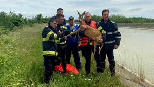 Imagini inedite. Căprioară căzută într-un canal de irigaţii, salvată de pompieri VIDEO