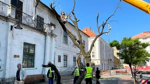 Stejarul plantat de Regele Ferdinand în Timişoara va fi tăiat. Fritz: Nu mai putea fi salvat